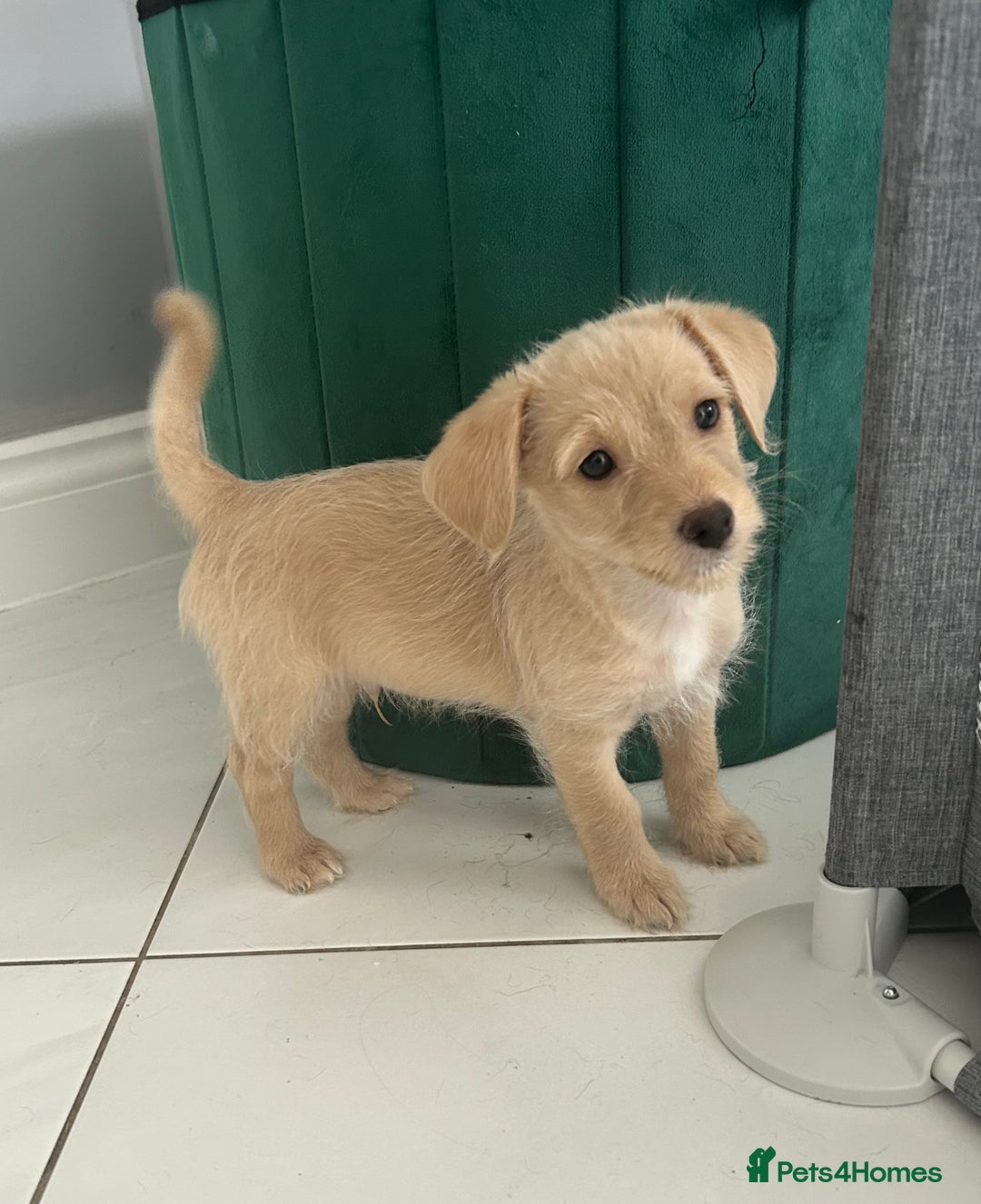 Mixed Breed dogs for sale: Cockapoochi Puppies - Cockapoo Chihuahua hydbrid - Image 3