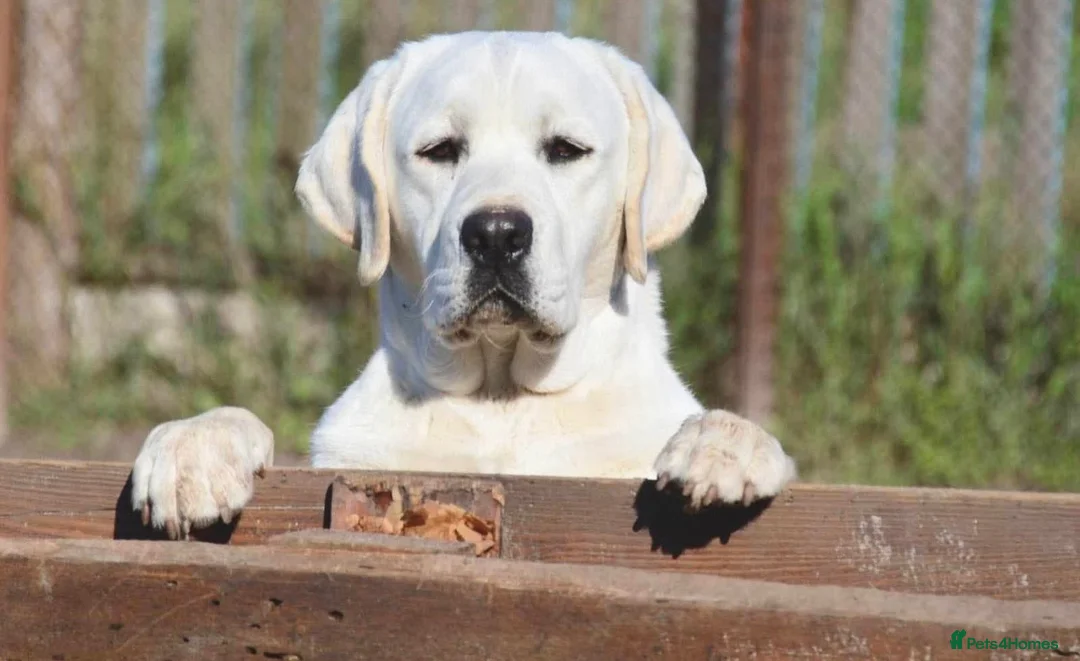 Labrador Retriever dogs for sale: Black Labradors Due 270 plus DNA Hips Elbows Eyes  - Advert 6