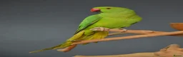 Parrots birds for sale: Talking Parrot and bird Available - Advert 3