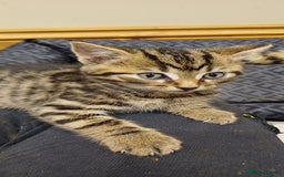 Mixed Breed cats for sale: Stunning home raised kittens  - Advert 2