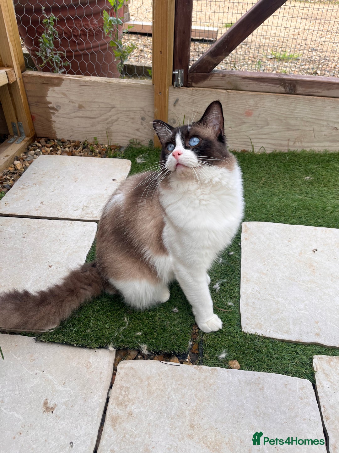 Ragdoll cats for sale: Active Young Stud boy GccF & TICA Ragdoll - Advert 2