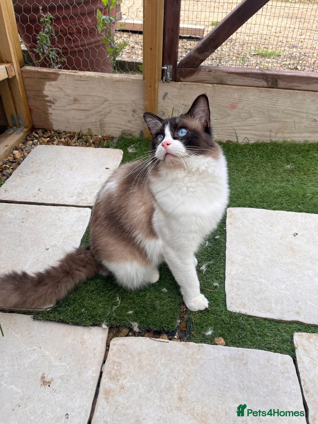 Ragdoll cats for sale: Active Young Stud boy GccF & TICA Ragdoll - Advert 2