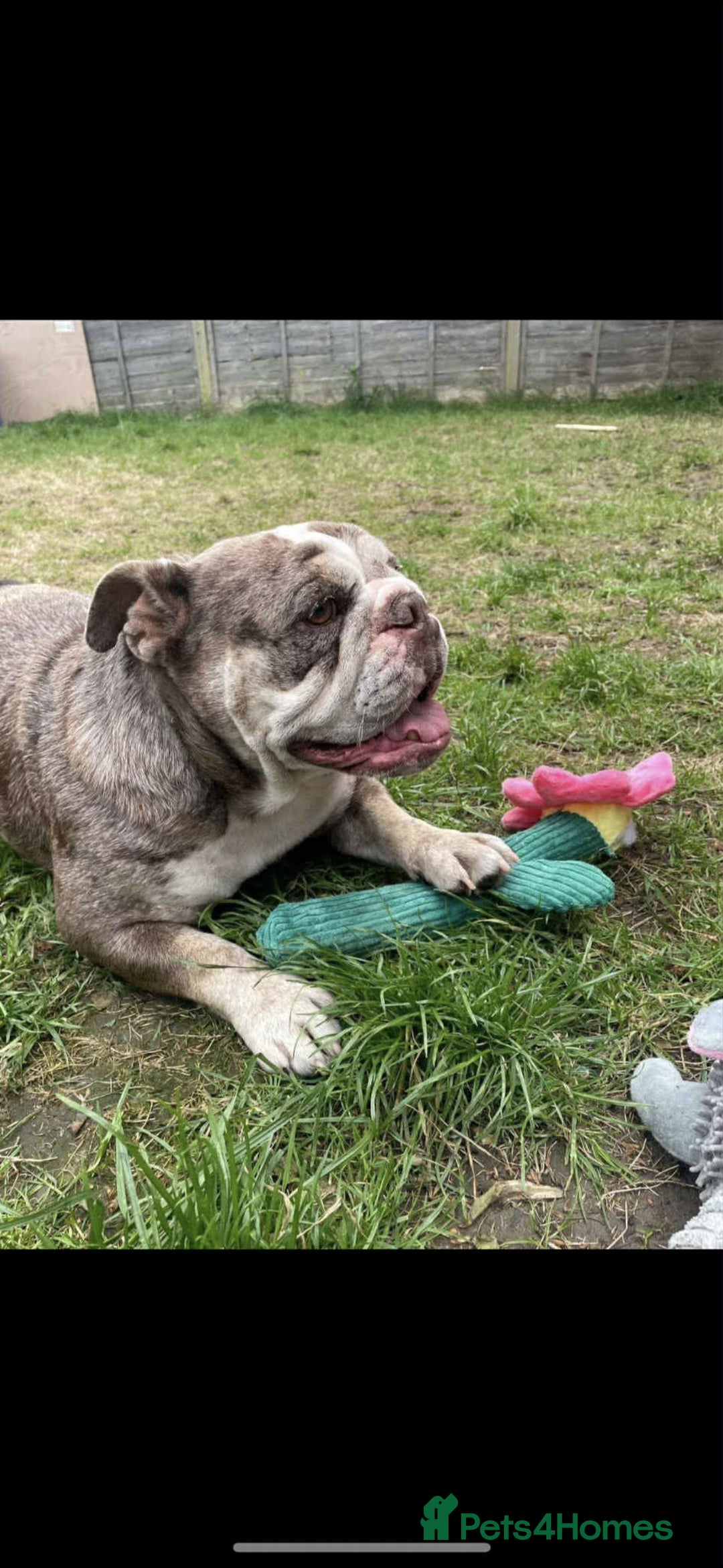 English Bulldog dogs for sale: Cookie - Advert 2