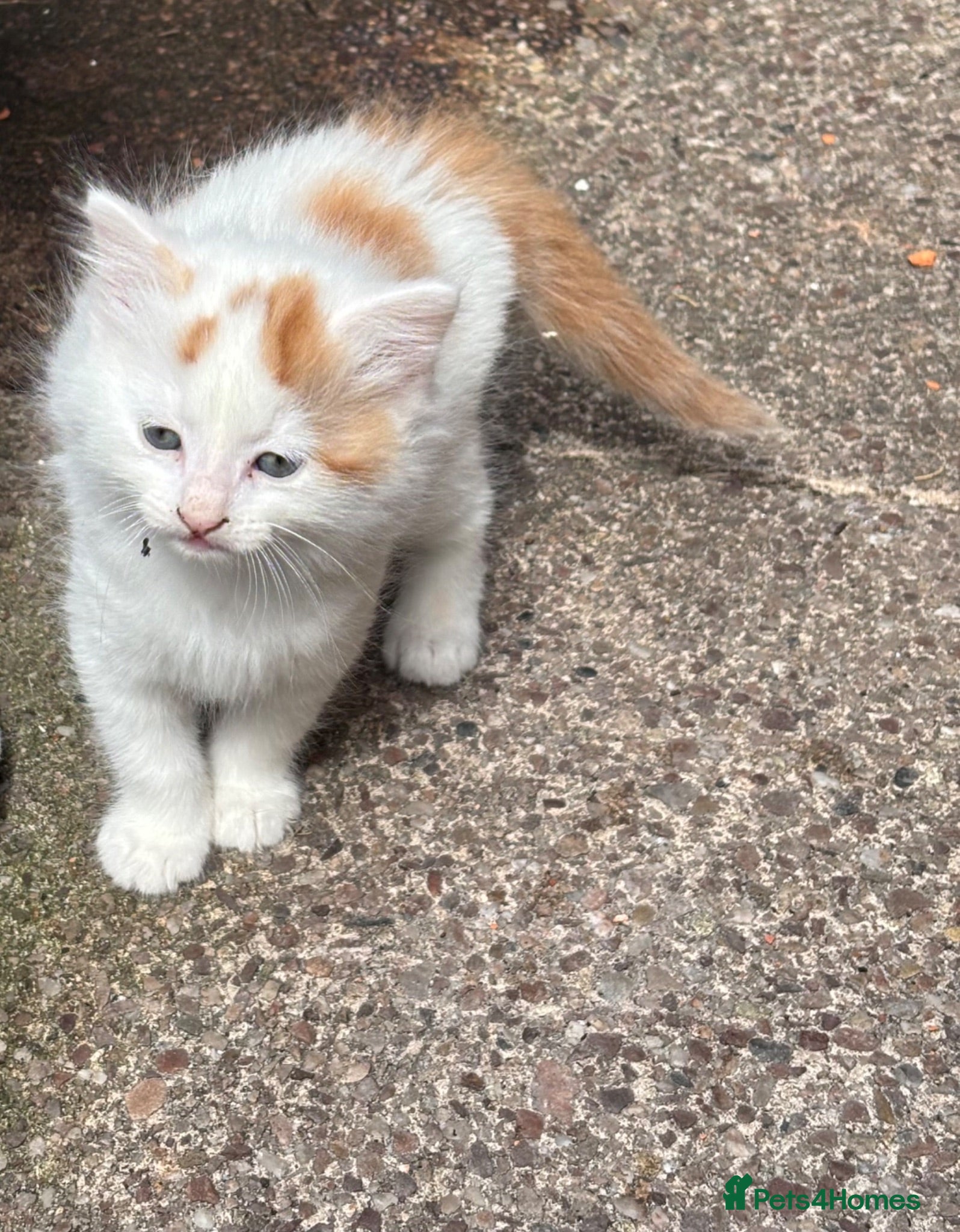 Maine Coon cats Beautiful Mix kittens - Advert 13