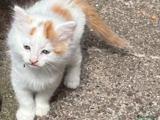 Maine Coon cats Beautiful Mix kittens - Advert 13