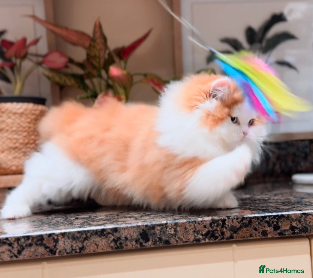 British Longhair cats for sale: Red bi colour boy  - Advert 1