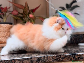 British Longhair cats Red bi colour boy - Advert 1