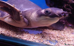 Other/Mixed Breed fish for sale: Fish Stock List - Updated Regularly  - Image 12