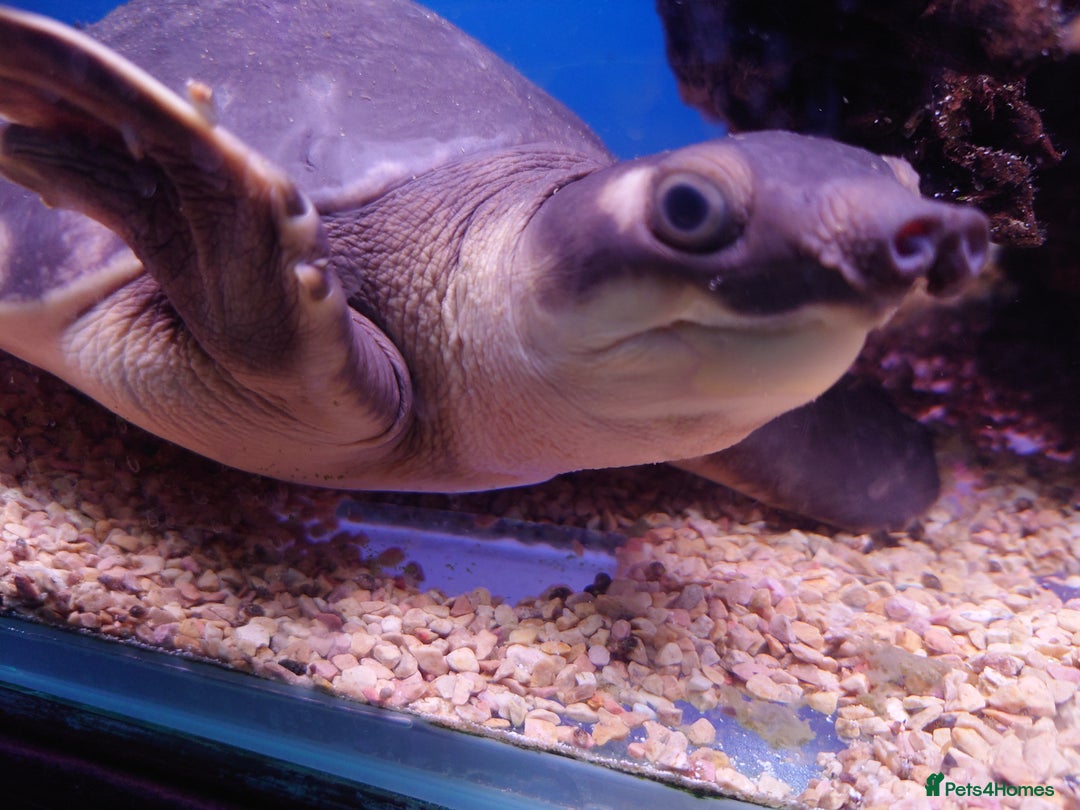 Other/Mixed Breed fish for sale: Fish Stock List - Updated Regularly  - Image 12