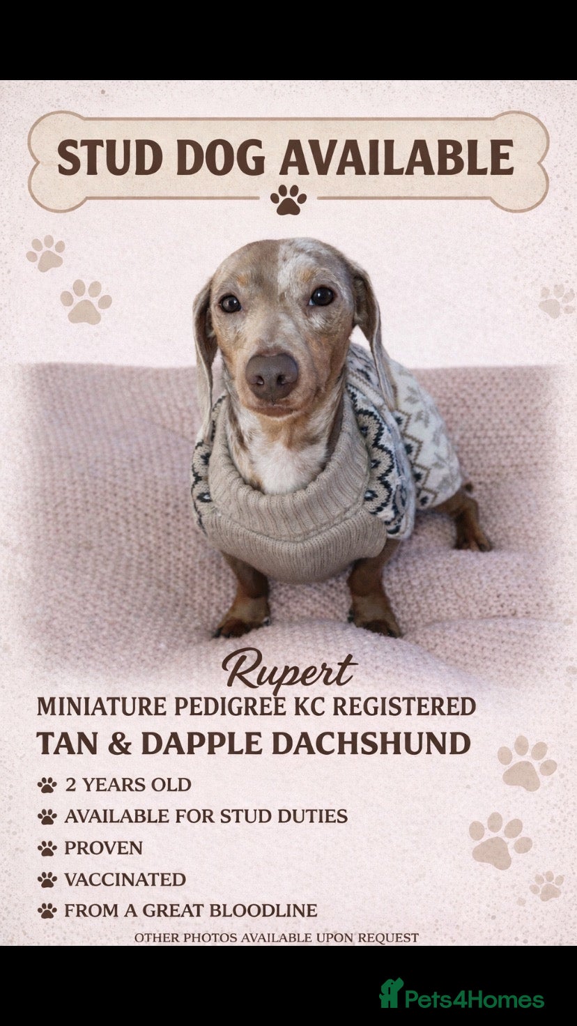 Dachshund dogs Miniature Dachshund for stud duties. Proven   in Blackpool - Advert 1