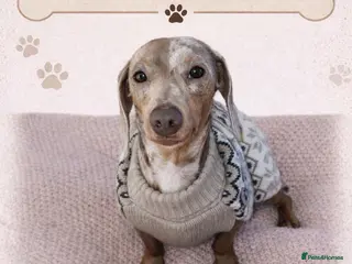 Dachshund dogs Miniature Dachshund for stud duties. Proven in Blackpool - Advert 1