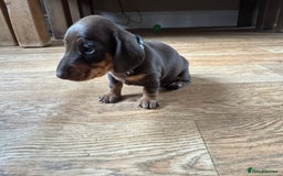 Miniature Dachshund dogs for sale: Smooth haired Miniature dachshund - Image 11