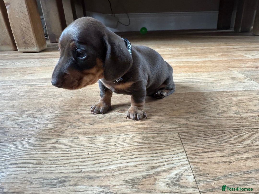 Miniature Dachshund dogs for sale: Smooth haired Miniature dachshund - Image 11