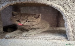 Brazilian Shorthair cats for sale: British Shorthair Kittens - Image 6