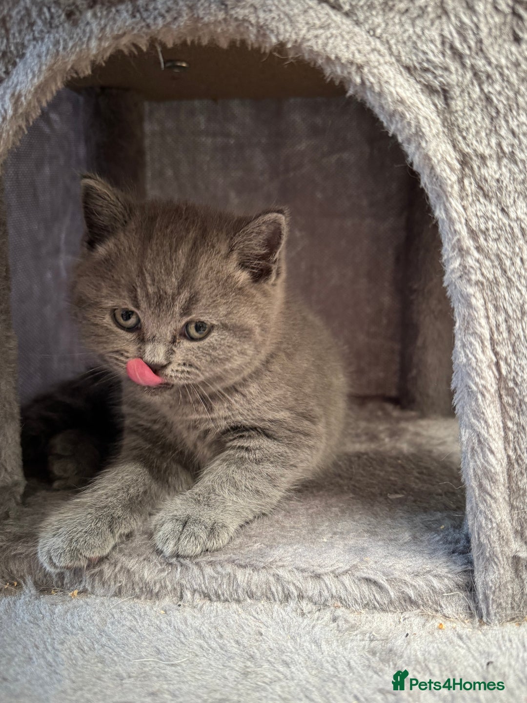 Brazilian Shorthair cats for sale: British Shorthair Kittens - Image 6