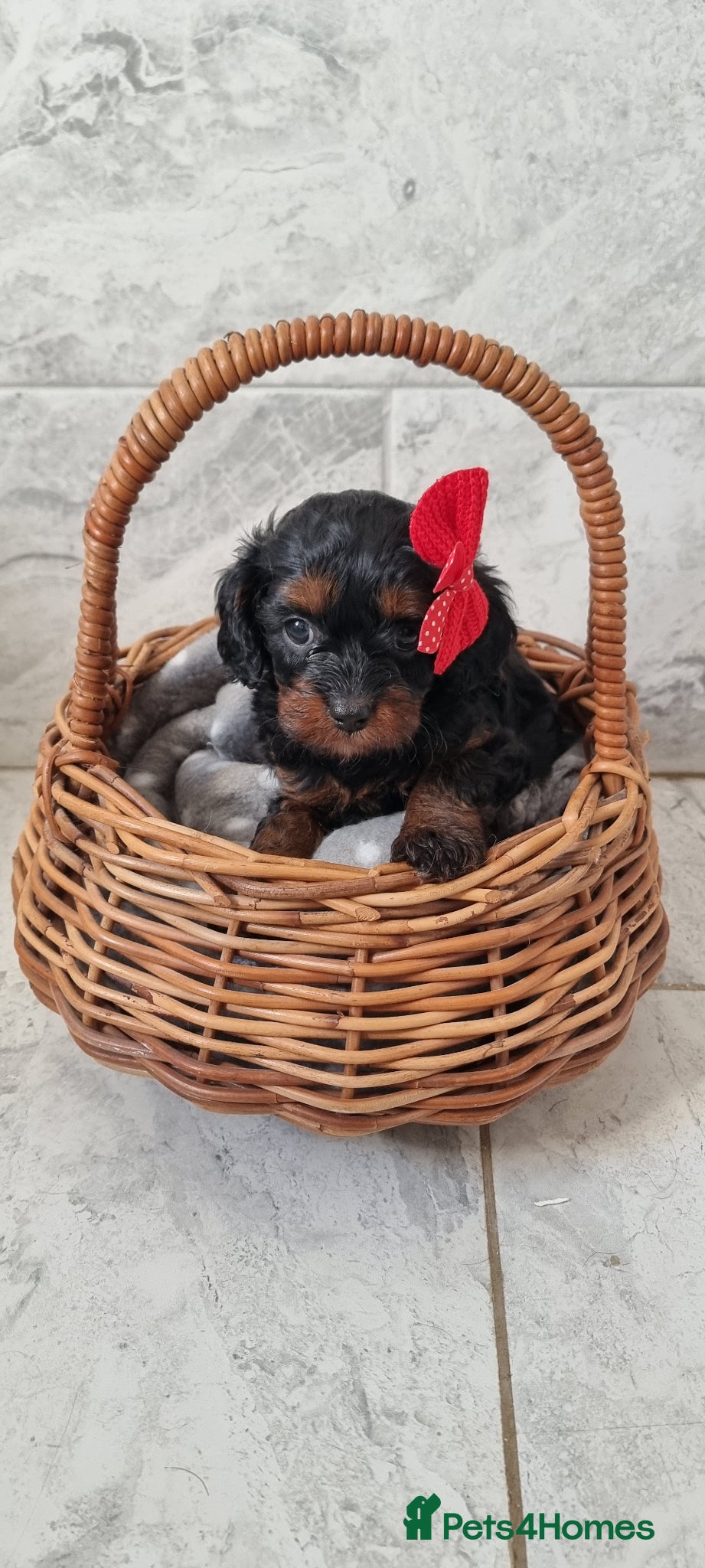 Cavapoo dogs (REDUCED)Tiny F1 toy cavapoos READY NOW - Advert 12