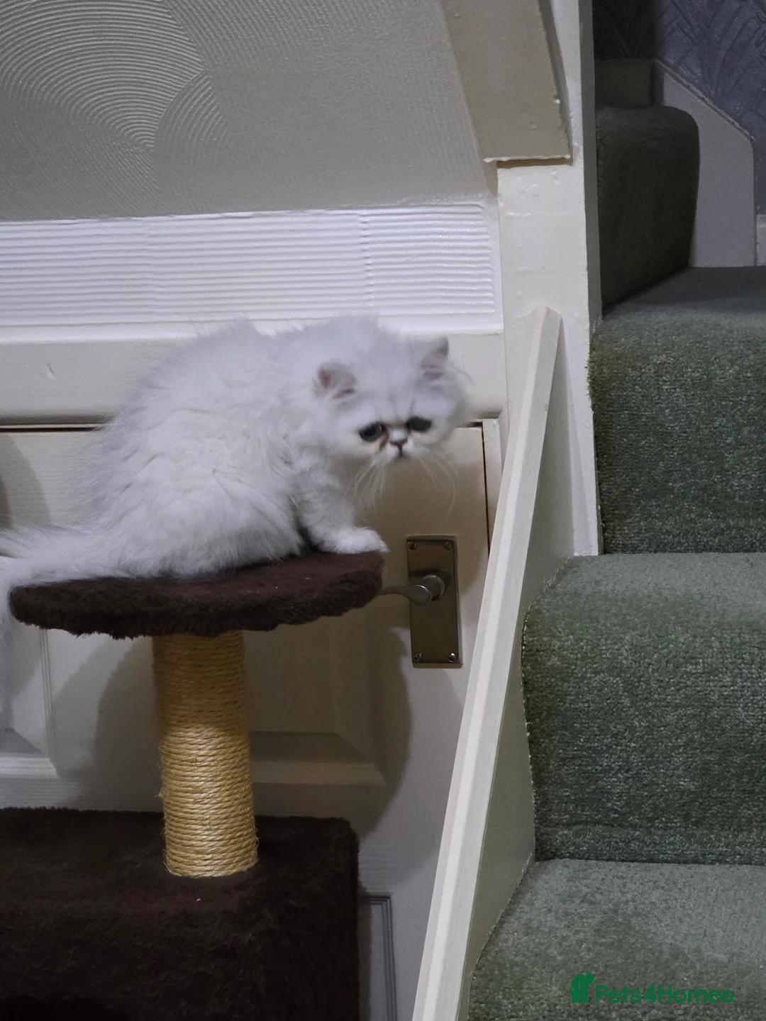 Persian cats for sale: Chinchilla Persian  - Advert 3