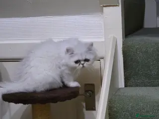 Persian cats Chinchilla Persian - Advert 6