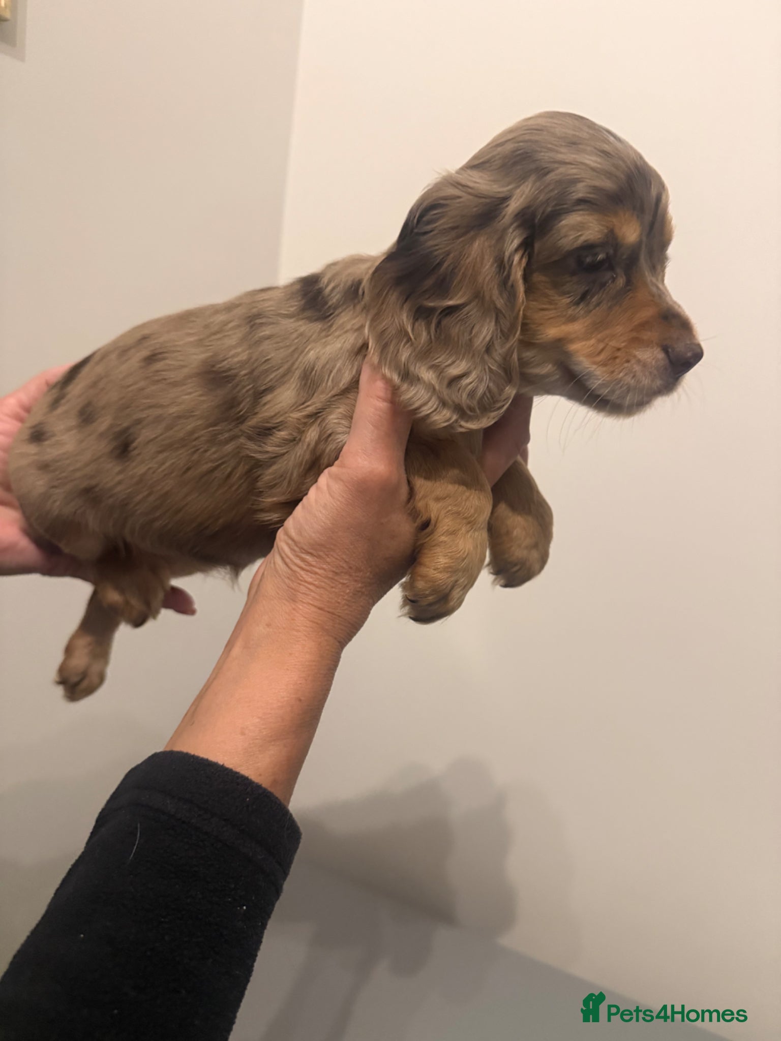 Cocker Spaniel dogs Ready from the 1st may show type DNA health tested - Advert 2