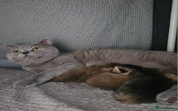 British Shorthair cats for sale: Golden British shorthairs - Reserve now! - Image 5