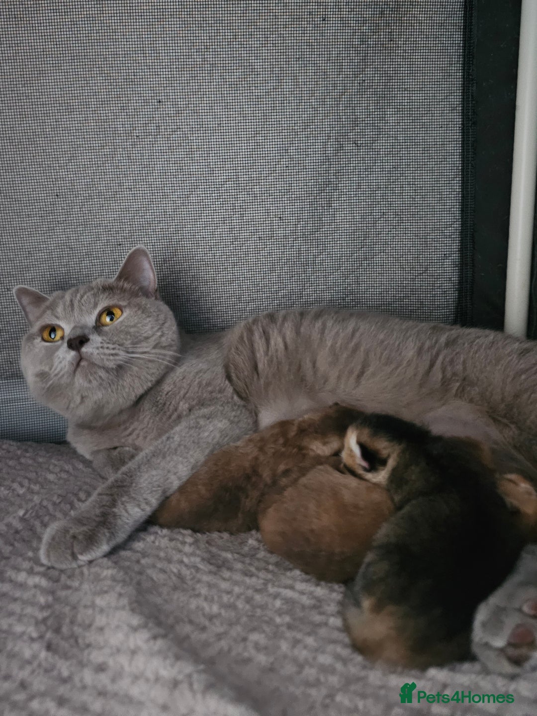 British Shorthair cats for sale: Golden British shorthairs - Reserve now! - Image 5