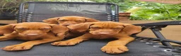 Hungarian Vizsla dogs for sale: Hungarian Vizsla - Advert 5