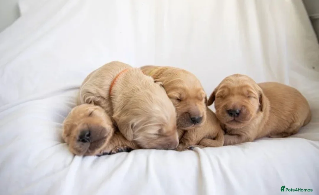 Golden Retriever dogs for sale: ✨chunky golden retriever puppies✨-amazing quality in London - Advert 2