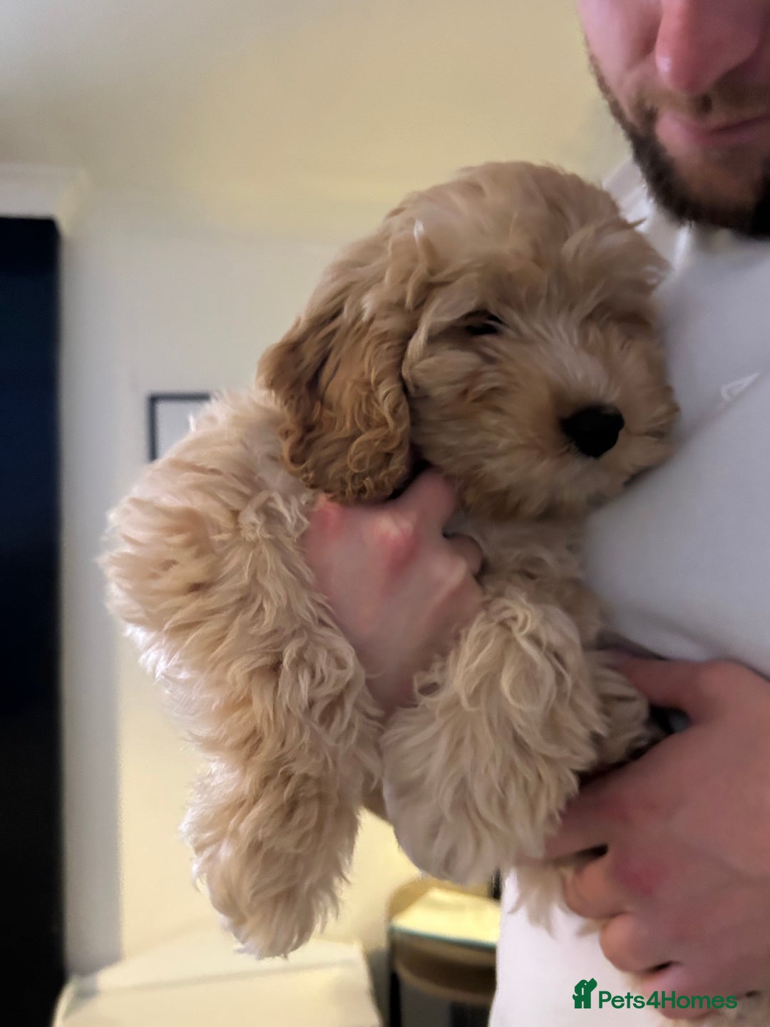 Cockapoo dogs for sale: 4 month old female Cockapoo  - Advert 9