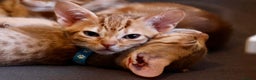 Ocicat cats for sale: Stunning Ocicat Kittens in Aberdeenshire - Advert 6