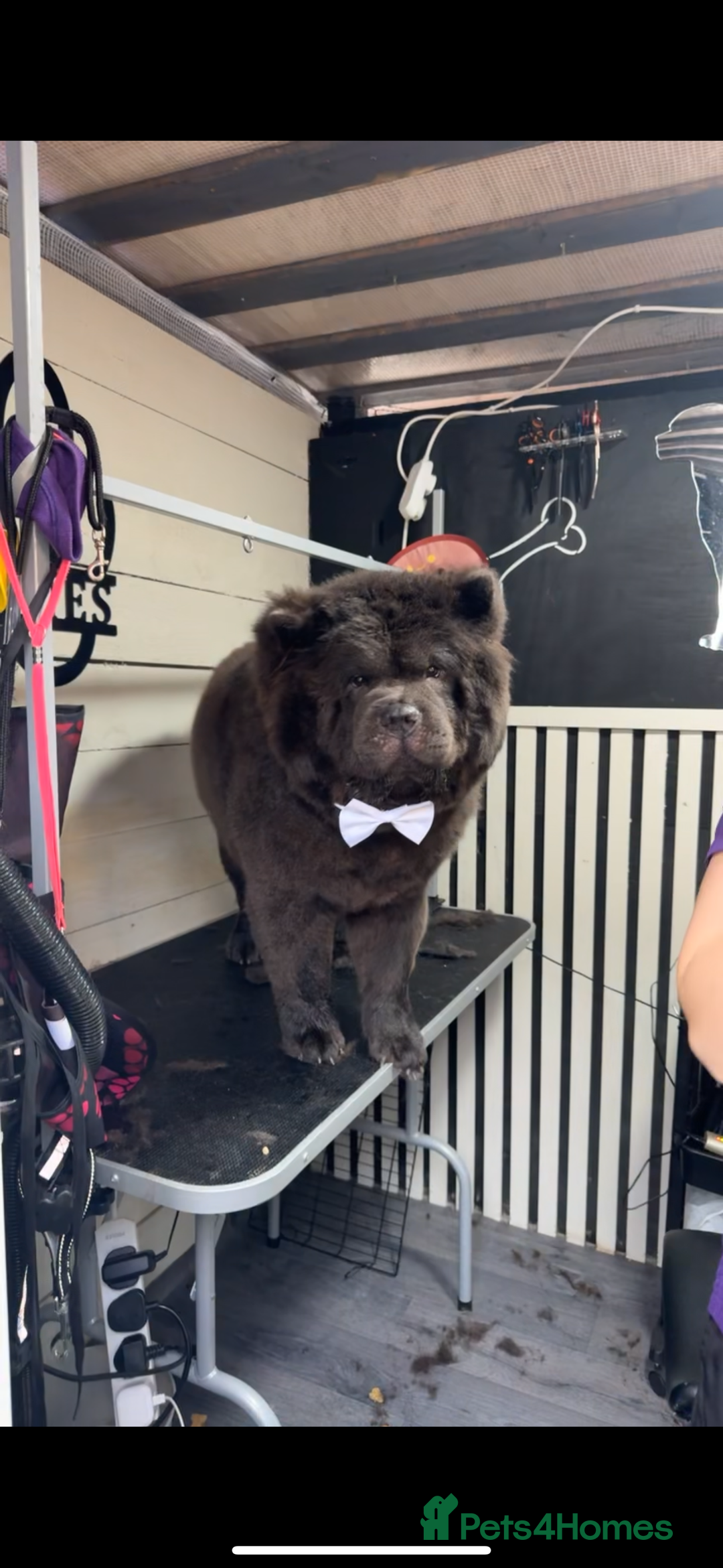Chow Chow dogs for sale: Male Chow chow for rehome  - Image 2