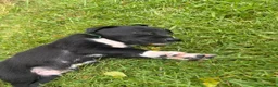 Borador dogs for sale: Collie x Labrador pups  in Llandrindod Wells - Advert 9
