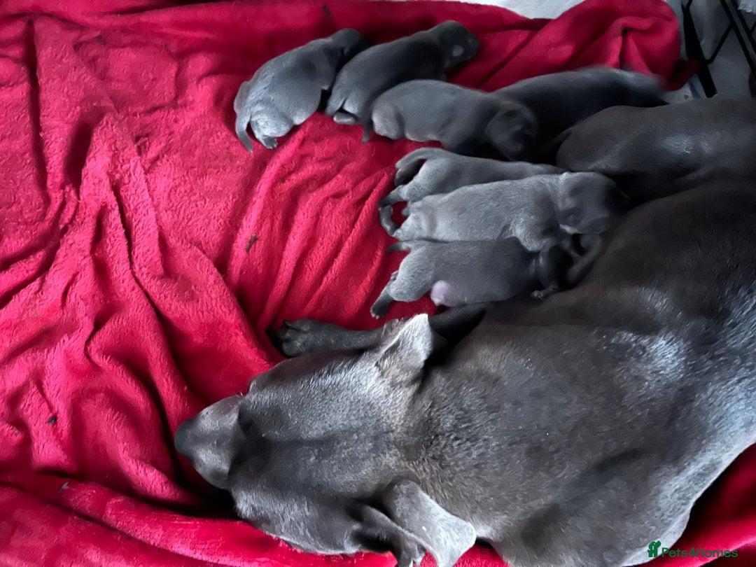 Staffordshire Bull Terrier dogs for sale: Blue Staffordshire Bull Terrier Puppies  - Advert 8