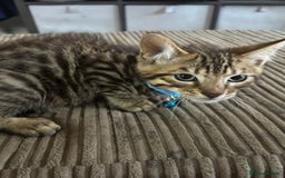 Bengal cats for sale: **1 Female remaining** Bengal cross kittens  in Petworth - Image 15