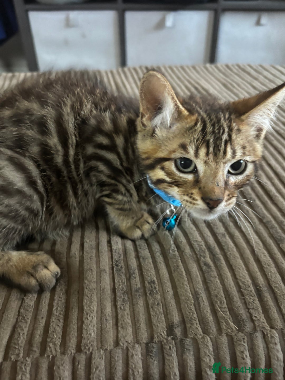 Bengal cats for sale: **1 Female remaining** Bengal cross kittens  in Petworth - Image 15