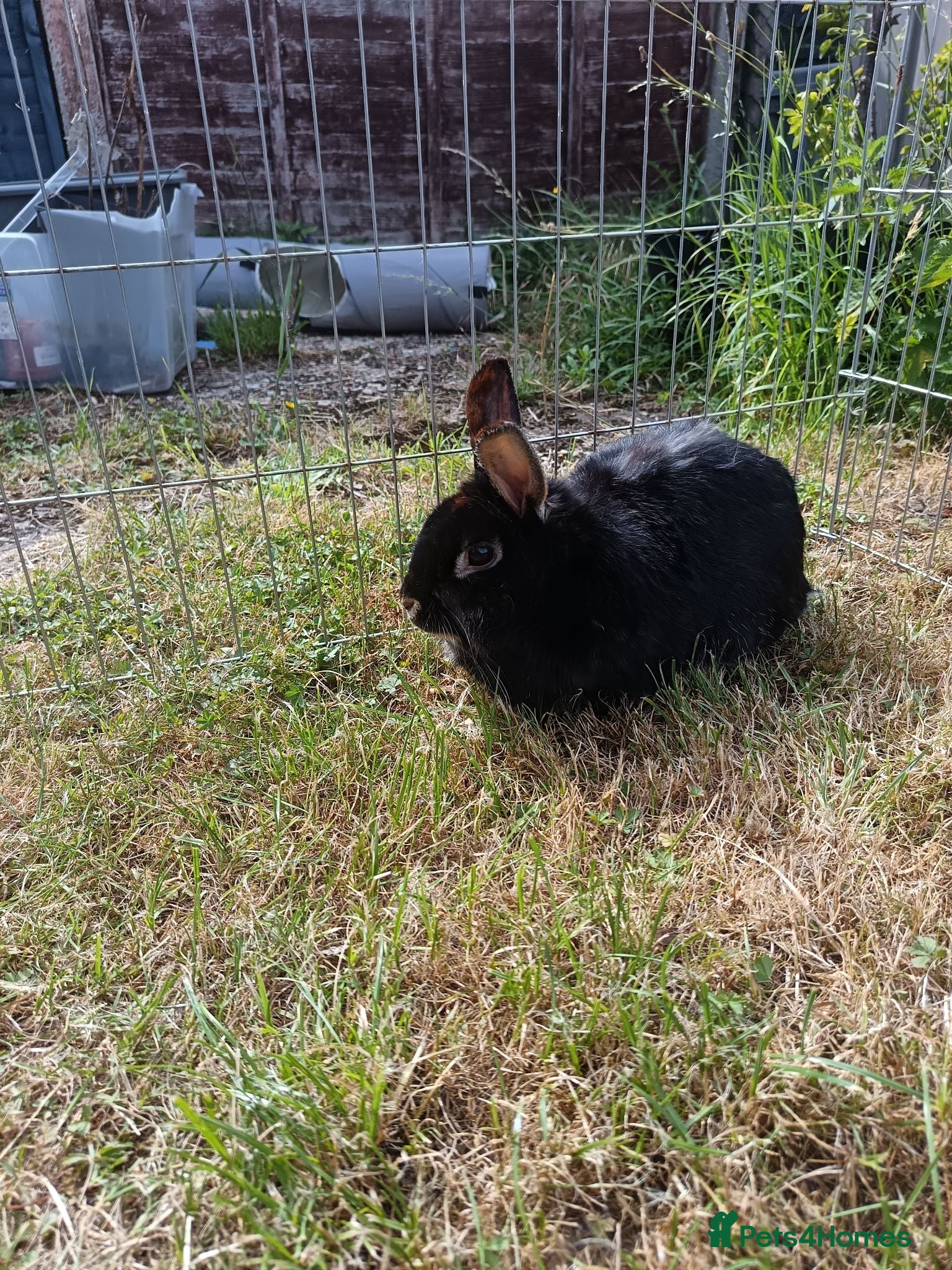Mixed Breed rabbits Rabbits for rehome - Advert 2