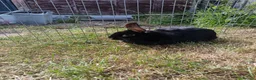 Mixed Breed rabbits for sale: Rabbits for rehome - Advert 2