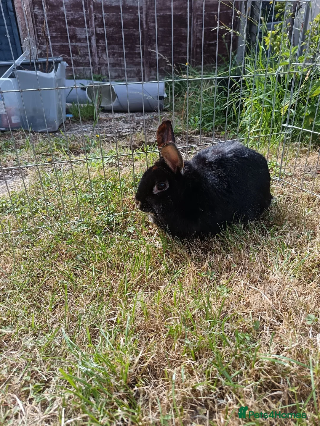Mixed Breed rabbits for sale: Rabbits for rehome - Advert 2