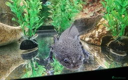 Axolotl reptiles for sale: Axolotl for Sale - Image 2