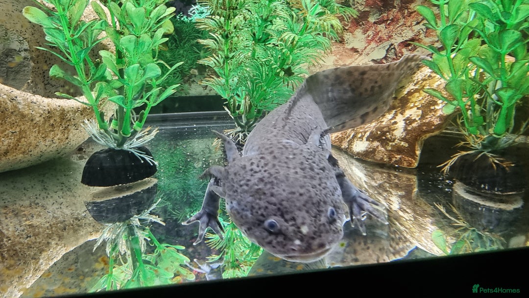 Axolotl reptiles for sale: Axolotl for Sale - Image 2