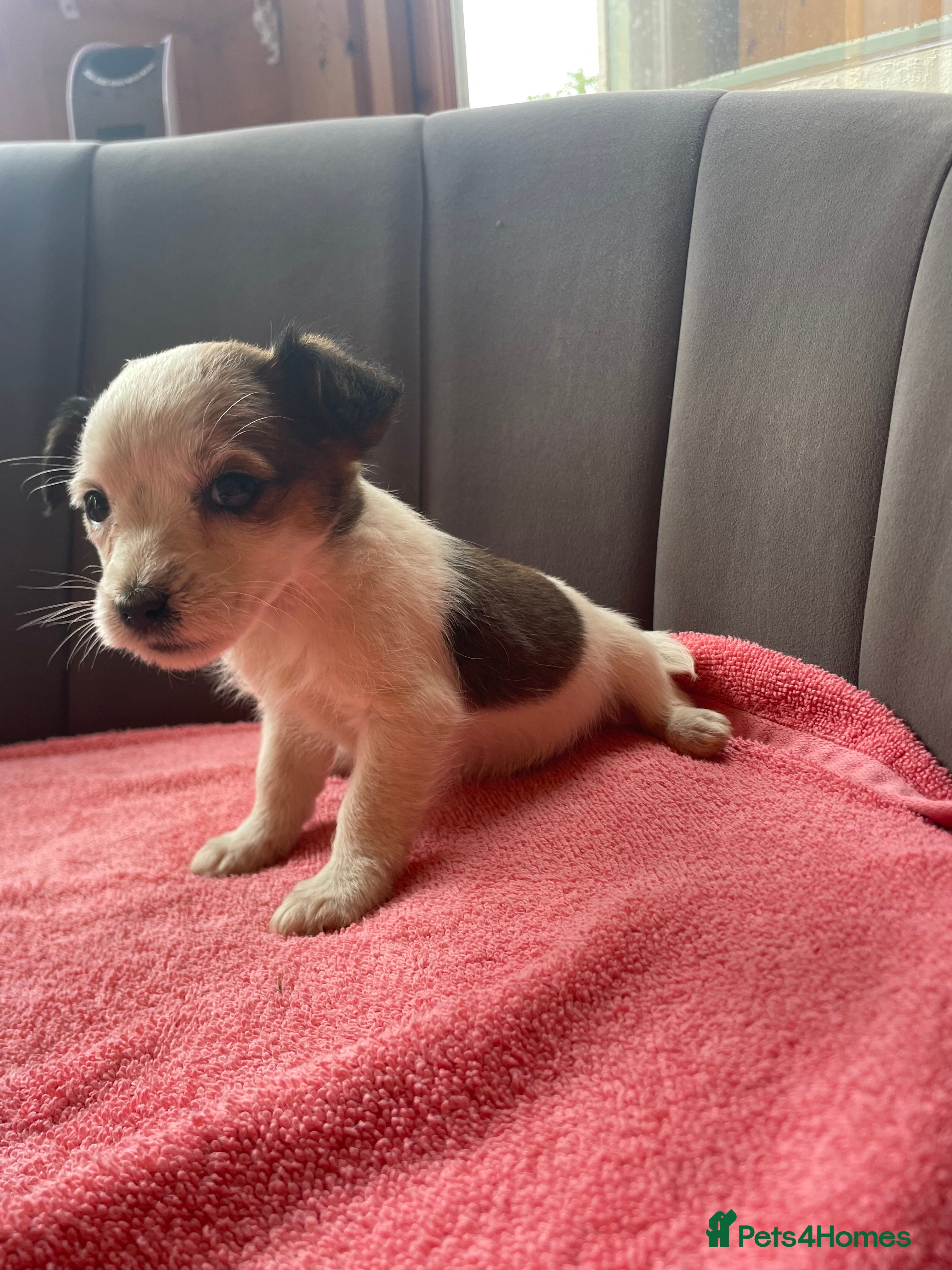 Jack Russell dogs Jack Russel puppies  - Advert 2