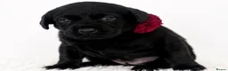 Labrador Retriever dogs for sale: LABRADOR RETRIEVER PUPPIES – HEALTH TESTED - Advert 6