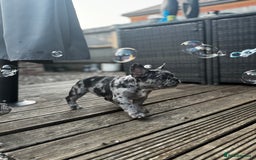 French Bulldog dogs for sale: Merle french bulldog - Image 1