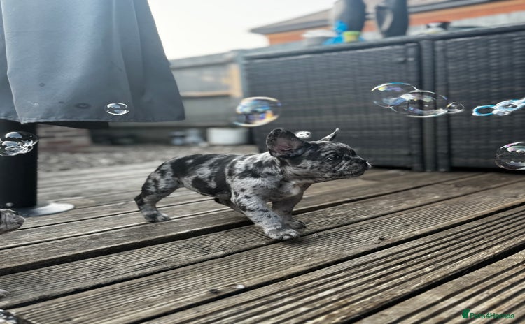 French Bulldog dogs - Advert 1