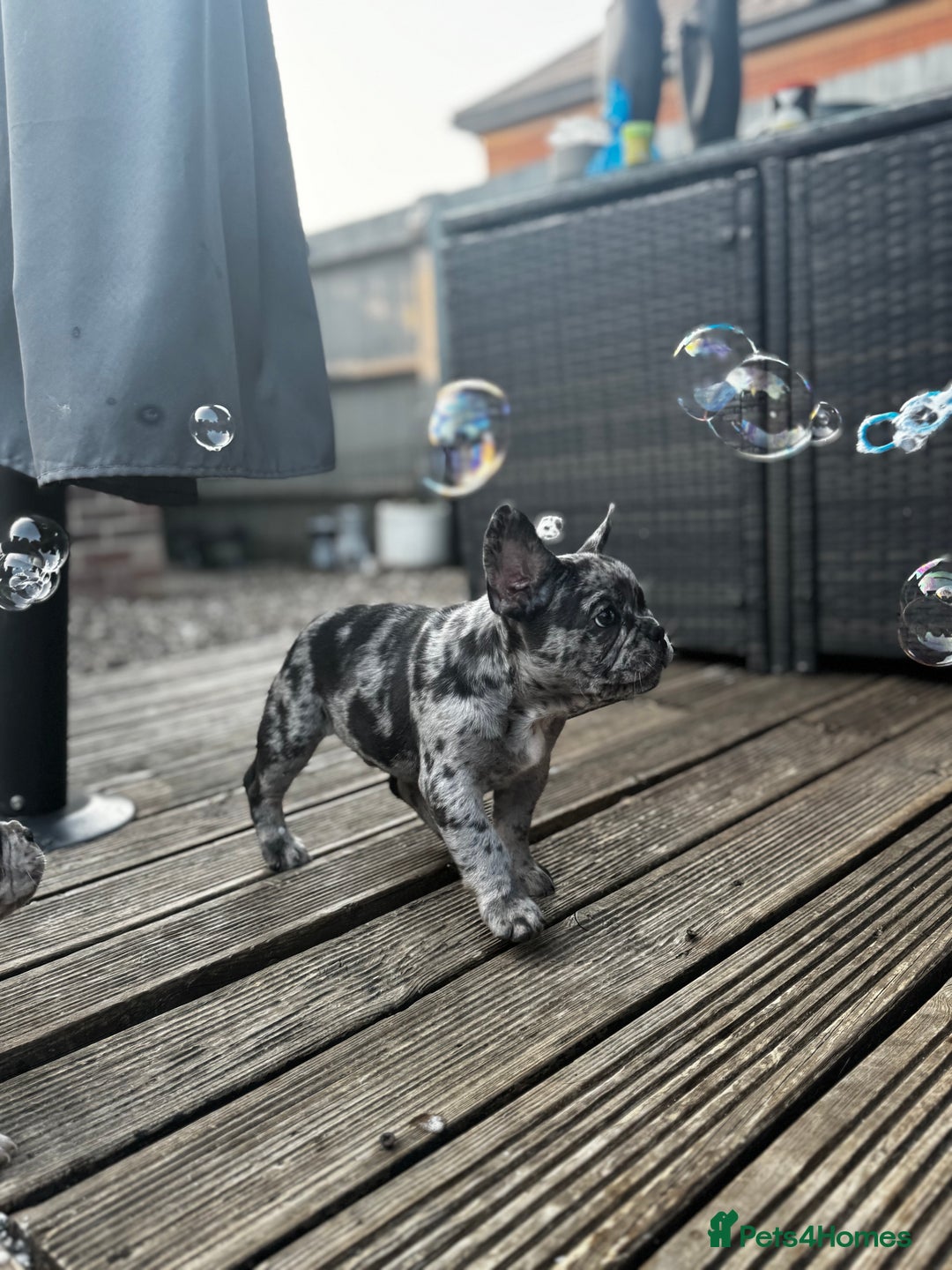 French Bulldog dogs for sale: Merle french bulldog - Image 1