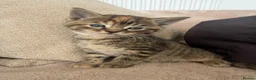 Mixed Breed cats for sale: Gorgeous kittens  - Advert 11