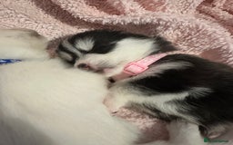 Pomsky dogs for sale: F4 beautiful puppy pomskie blue eyes - Image 20