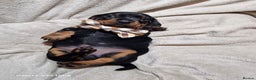 Miniature Dachshund dogs for sale: Champion bloodlines excellent quality KC miniature - Advert 23