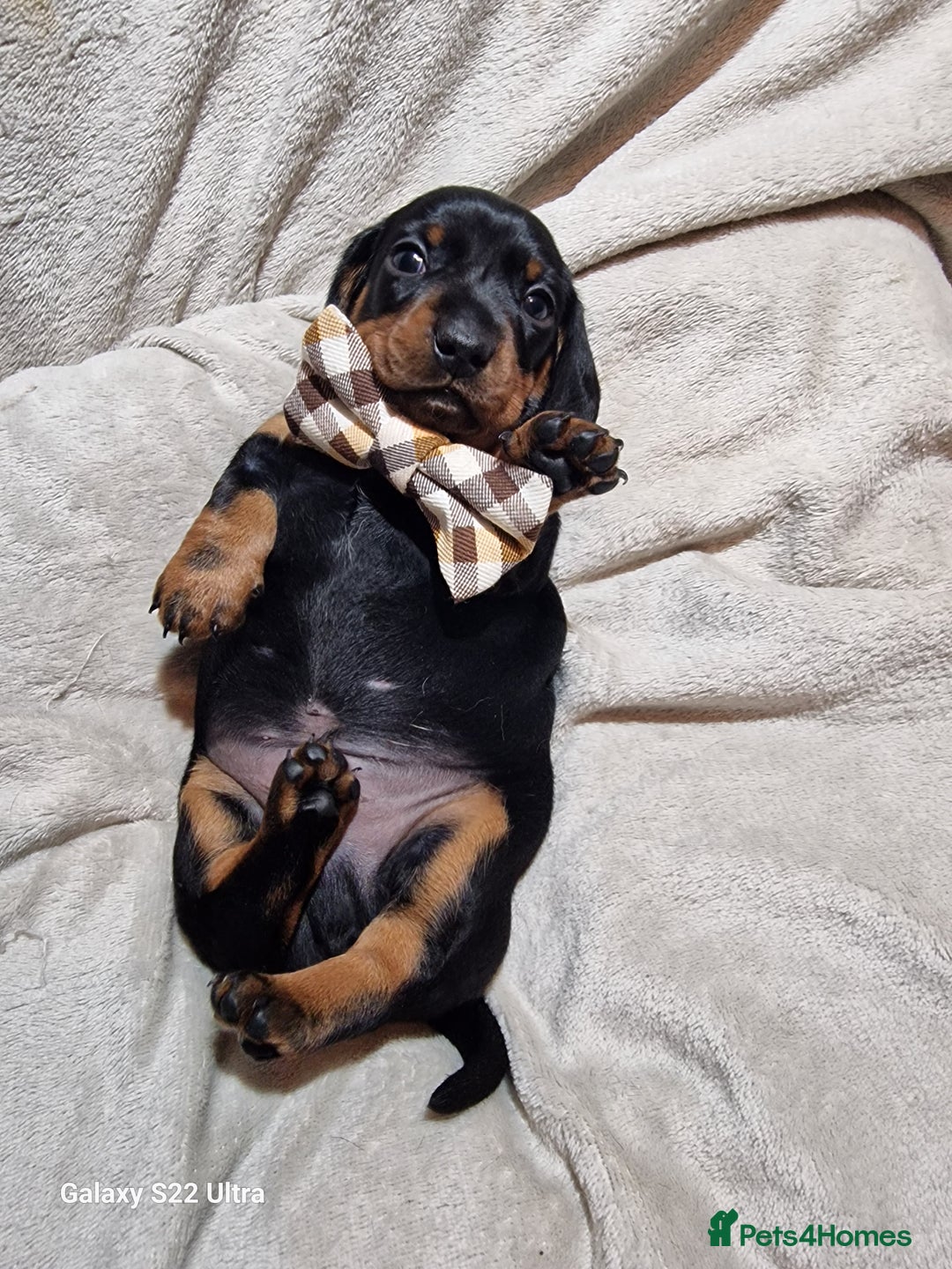 Miniature Dachshund dogs for sale: Champion bloodlines excellent quality KC miniature - Advert 23