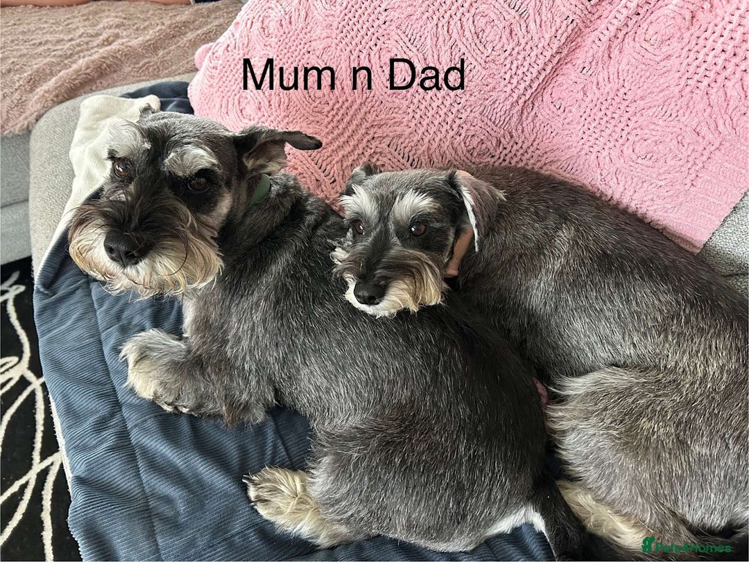 Miniature Schnauzer dogs for sale: Miniature Schnauzer puppies - Image 3