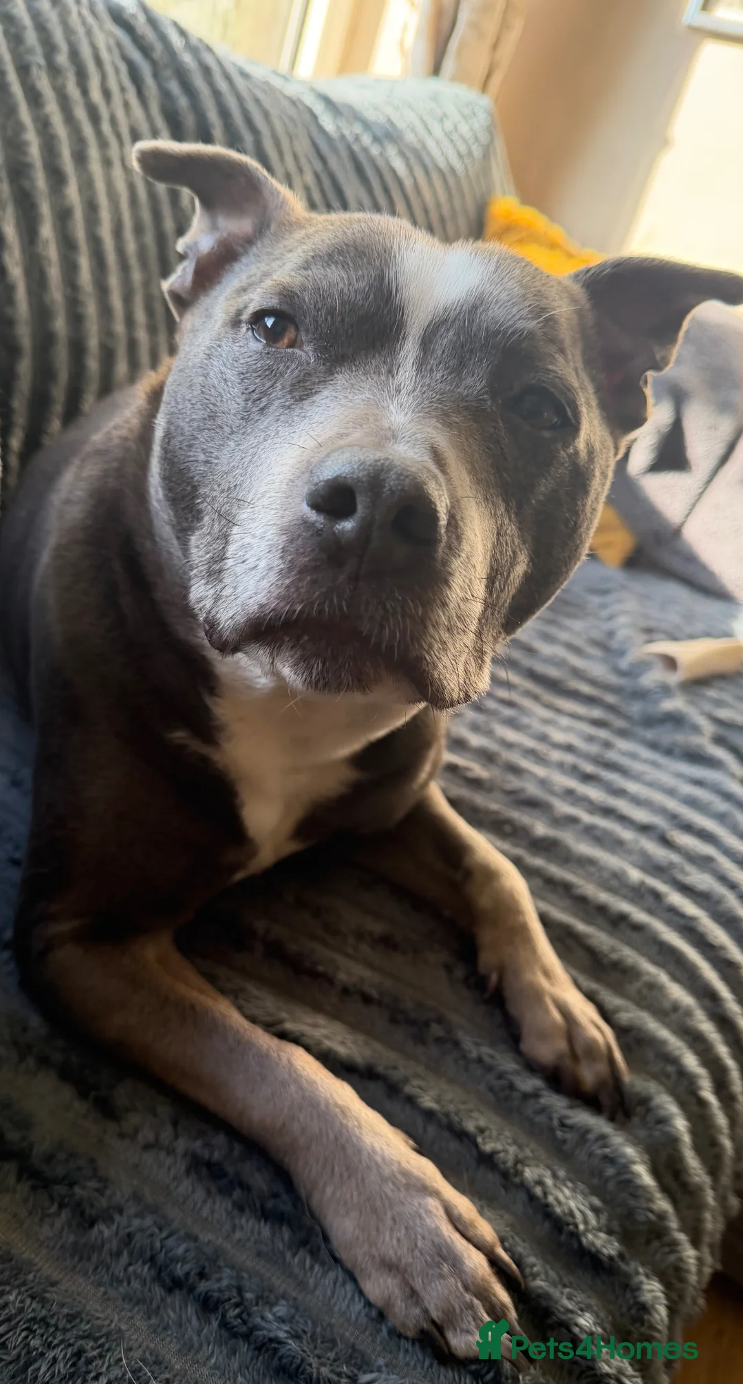 Staffordshire Bull Terrier dogs for sale: Harley (Staffy) Beau (Jug) in Wolverhampton - Advert 2